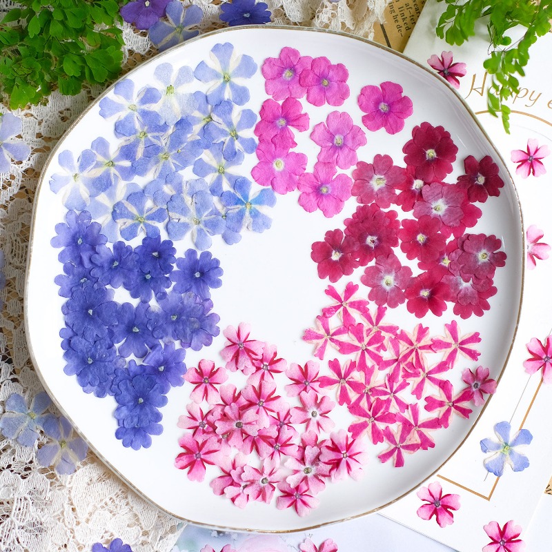 Art Craft 2 Year Olds - ดอกเวอร์บีน่าแห้งอัด 50 ชิ้น/1.5-2 ซม. สำหรับงาน DIY