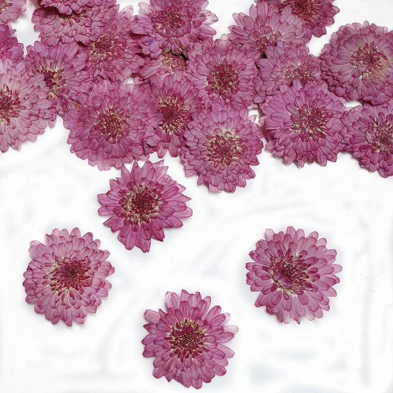 Art Craft 2 Year Olds - ธรรมชาติ Pressed ดอกไม้เบญจมาศแห้งจริง,DIY Art Craft เทศกาลของขวัญ