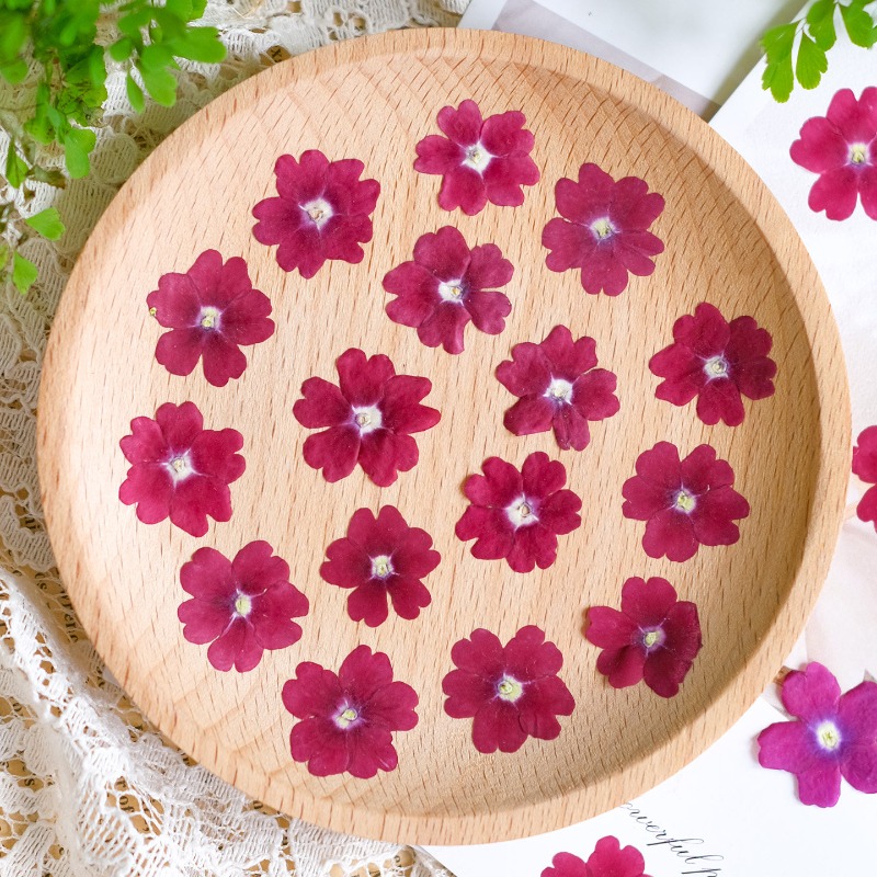 ดอกเวอร์บีน่าแห้งอัด 50 ชิ้น/1 - Art Craft 2 Year Olds บทวิจารณ์และราคา