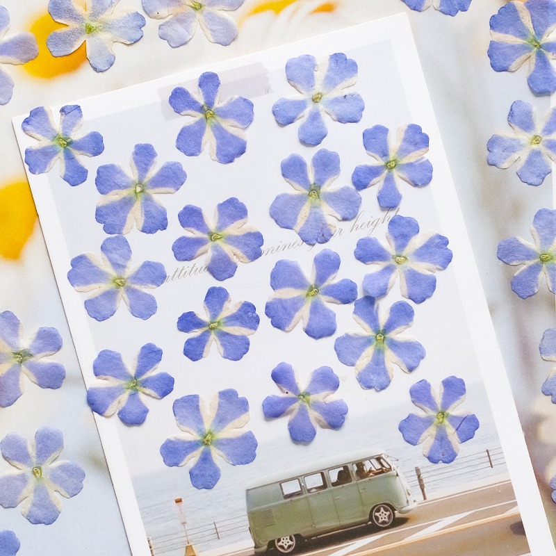 ดอกเวอร์บีน่าแห้งอัด 50 ชิ้น/1 - Art Craft 2 Year Olds บทวิจารณ์และราคา