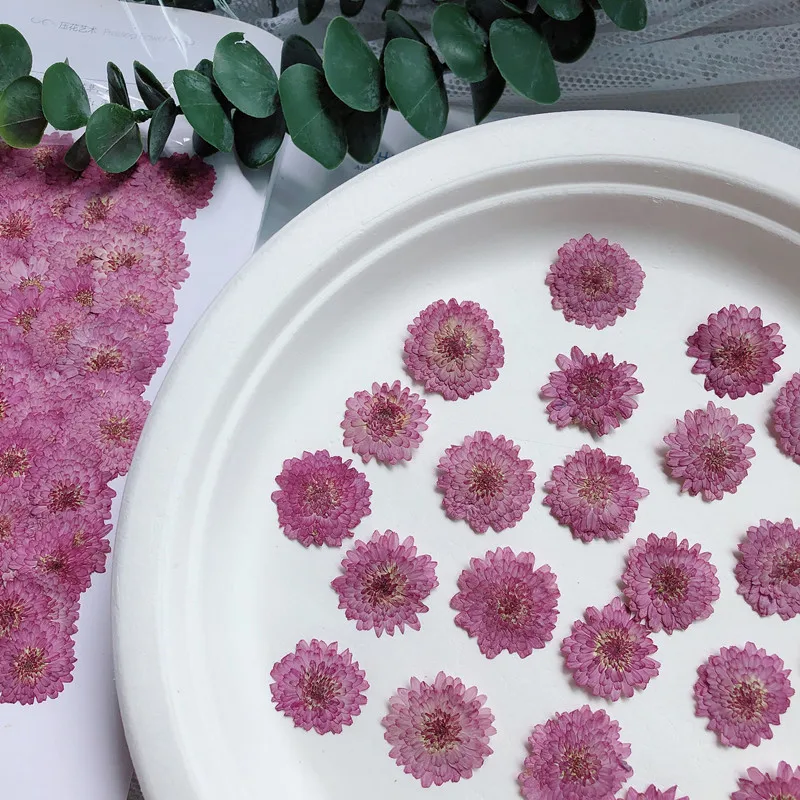 ธรรมชาติ Pressed ดอกไม้เบญจมาศ - Art Craft 2 Year Olds บทวิจารณ์และราคา