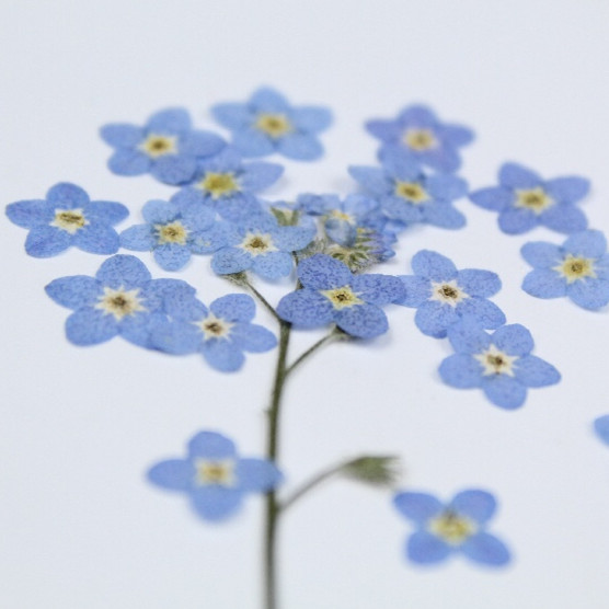 100 PCS/0.5-1 ซม.,Pressed MINI - Art Craft 2 Year Olds บทวิจารณ์และราคา