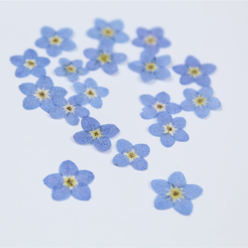 100 PCS/0.5-1 ซม.,Pressed MINI - Art Craft 2 Year Olds บทวิจารณ์และราคา