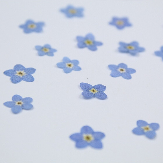 100 PCS/0.5-1 ซม.,Pressed MINI - Art Craft 2 Year Olds บทวิจารณ์และราคา