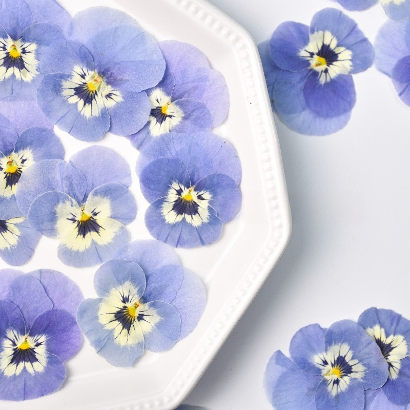 ดอกแพนซี่สีฟ้าอ่อนแห้ง 24 ชิ้น - Art Craft 2 Year Olds บทวิจารณ์และราคา