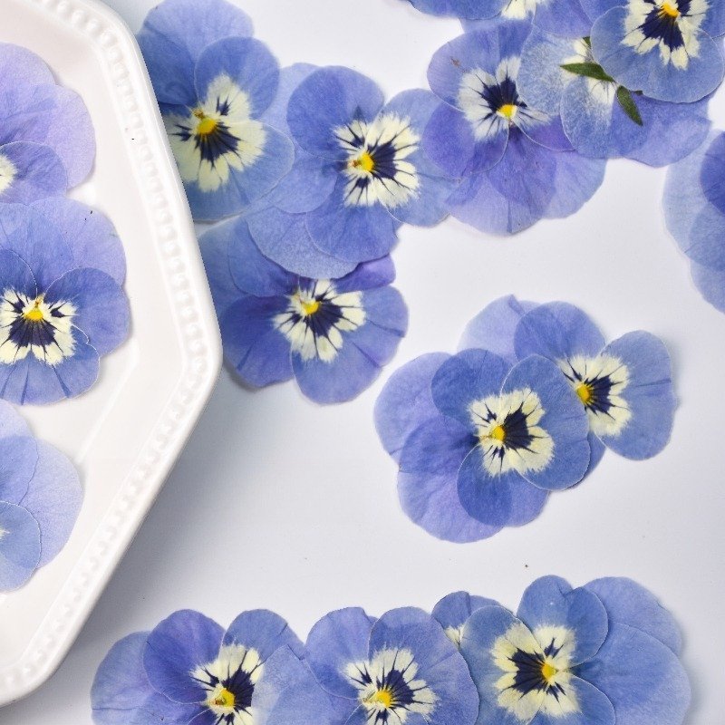 ดอกแพนซี่สีฟ้าอ่อนแห้ง 24 ชิ้น - Art Craft 2 Year Olds บทวิจารณ์และราคา